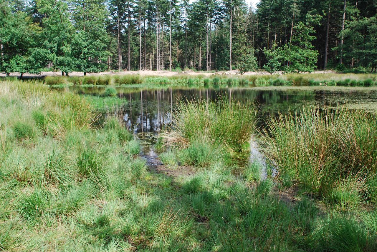 Chalet "De Vliegden" Stroe  Eksteriør bilde